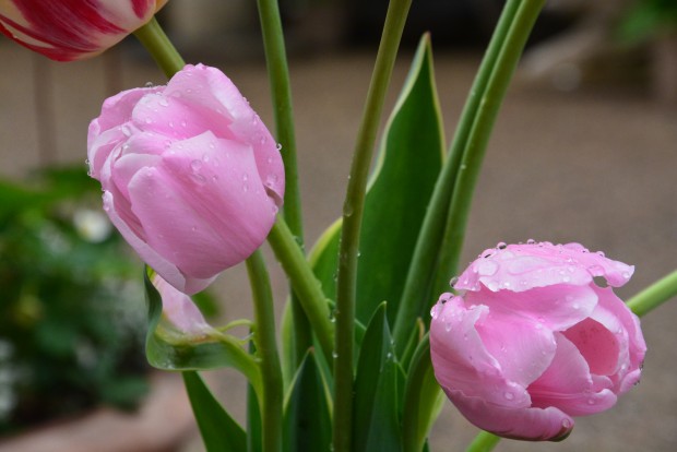 the 2015 tulips (13)