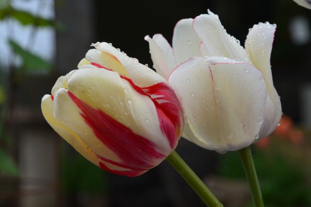 the 2015 tulips (15)