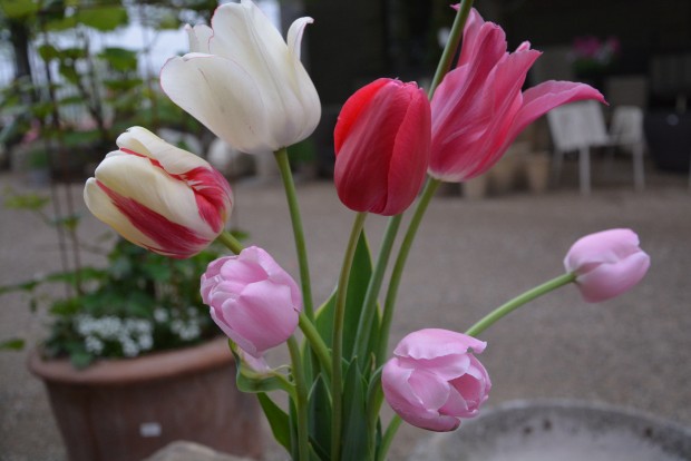 the 2015 tulips (2)