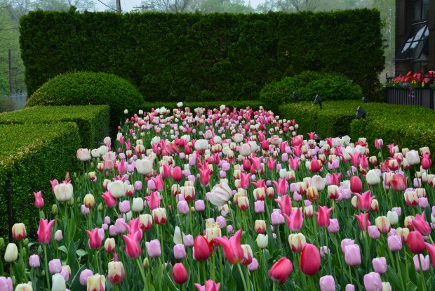 the 2015 tulips (4)