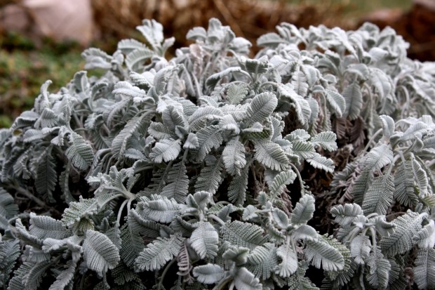 silver foliage (6)