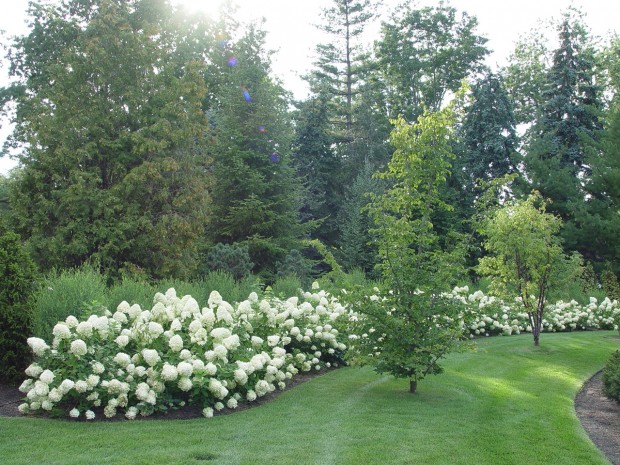 limelight hydrangea hedge