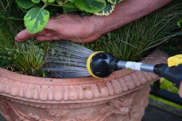 watering pots August 2015 (3)