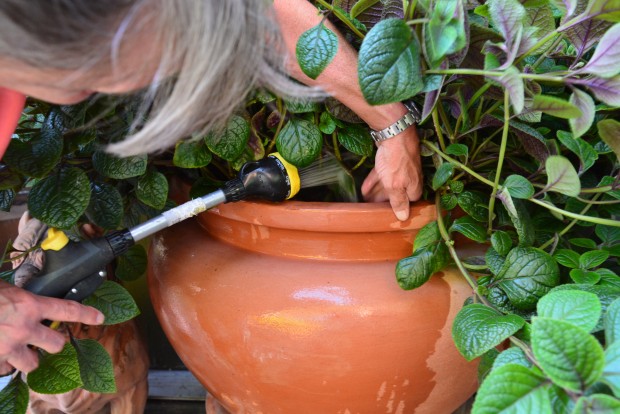 watering pots August 2015 (8)