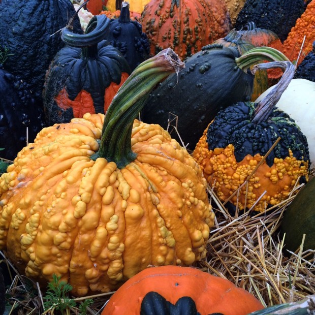 hybrid pumpkins