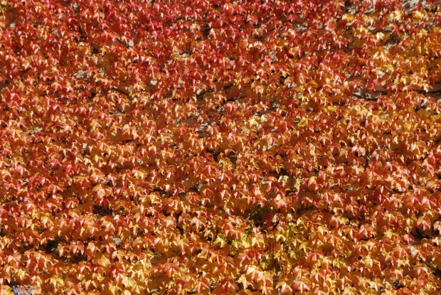 fall color boston ivy (1)