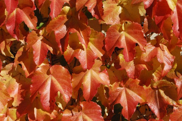 fall color boston ivy (2)