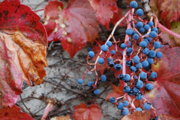 fall color boston ivy (3)