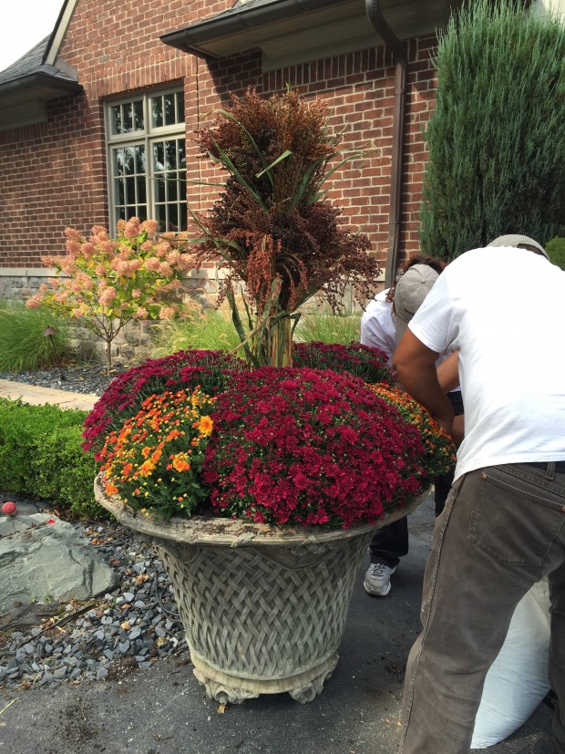fall container planting 2015 (4)