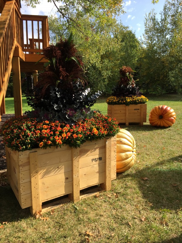 fall container plantings (14)