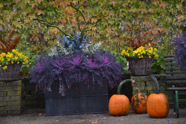 fall container plantings (28)