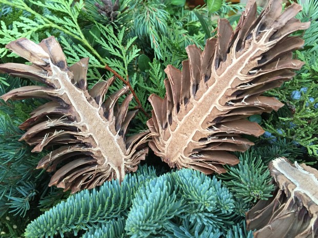 split pinus maritima pine cones