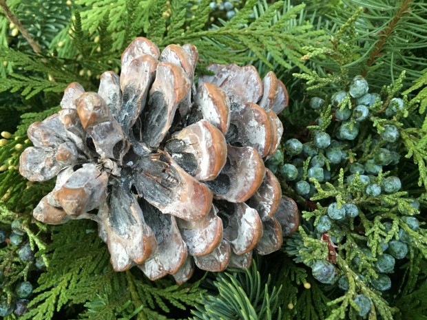 unknown pine cone