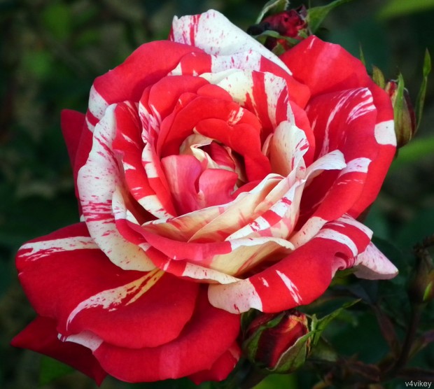 neil diamond hybrid tea rose