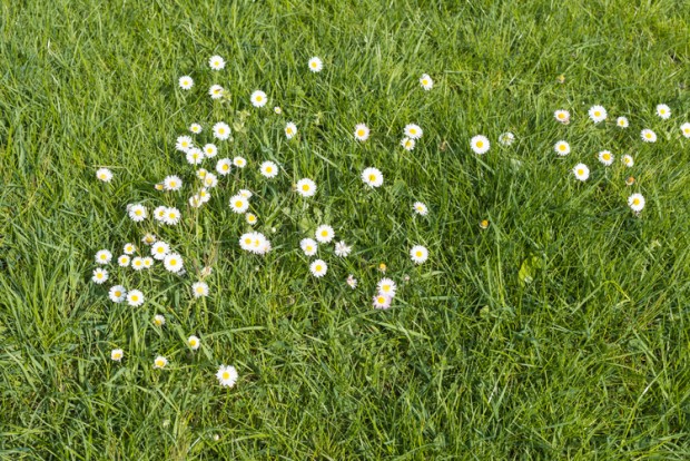 English lawn daisies