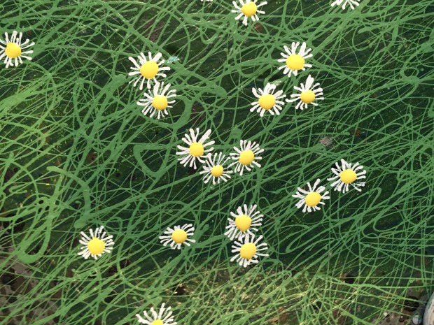 daisies on the floor