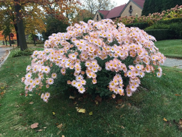 chrysanthemum sheffield pink