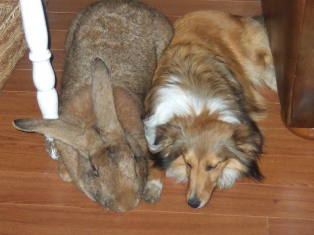 Runt_and_Paxie flemish giant rabbit from wikipedia