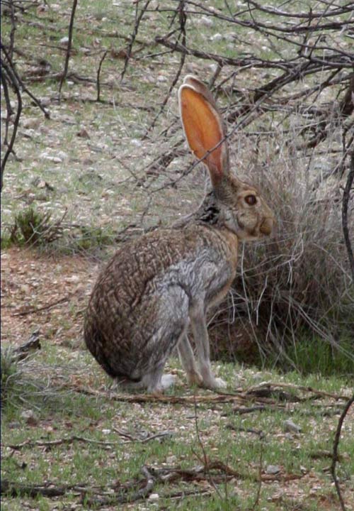 jack-rabbit-flickr-tinyfroglet