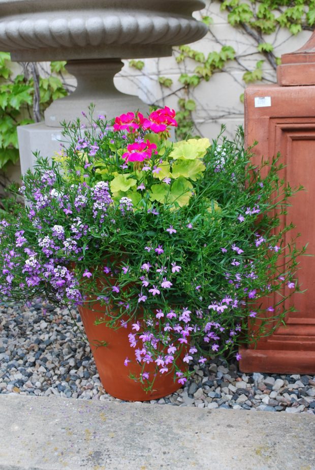 persian queen geranium and lobelia