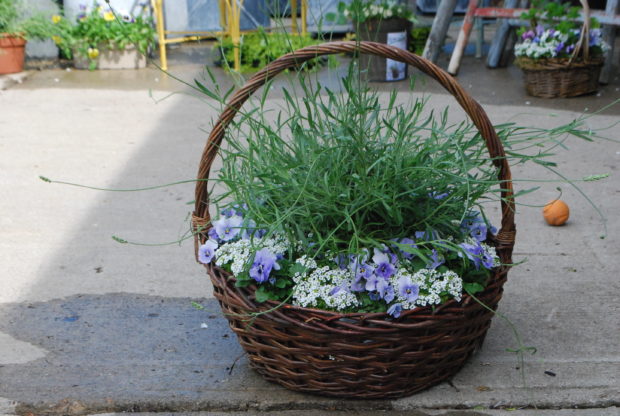 lavender in a basket