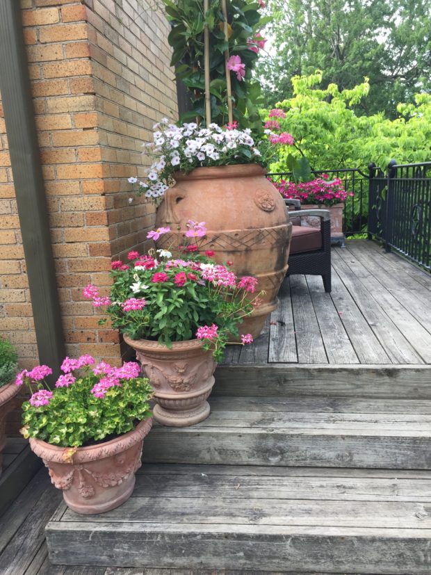 late June container garden (10)