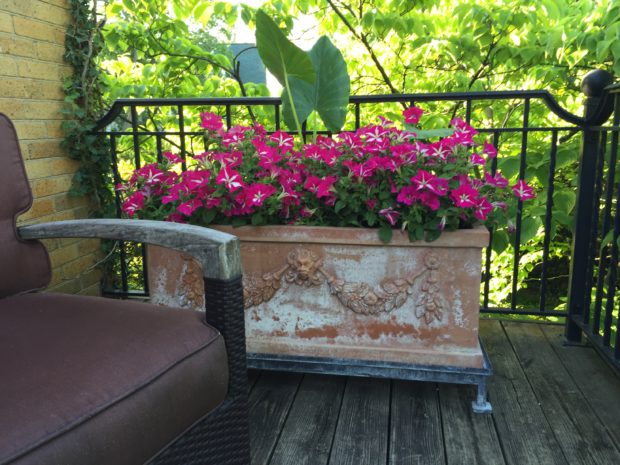 late June container garden (12)