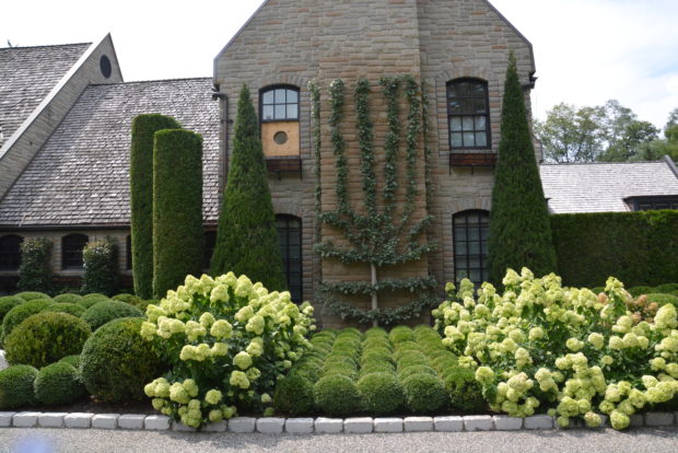 Little Lime hydrangeas