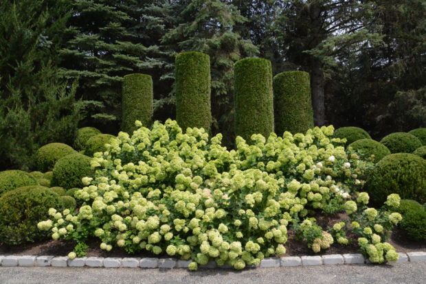 Little Lime hydrangeas