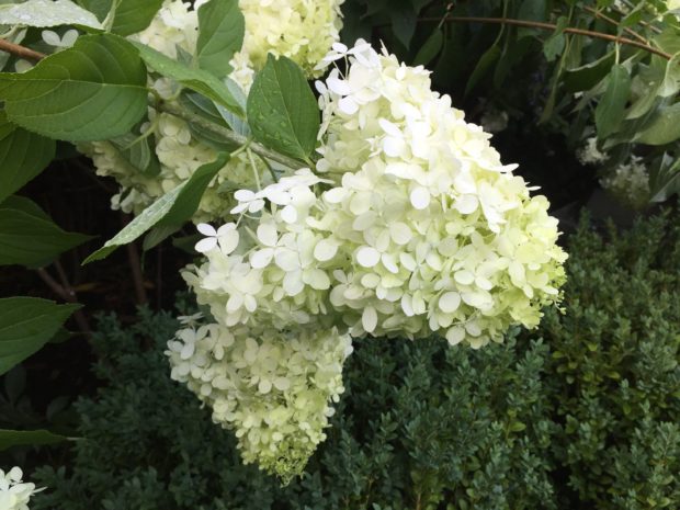 limelight hydrangea