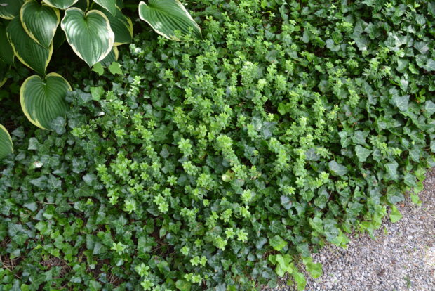 groundcover (3)
