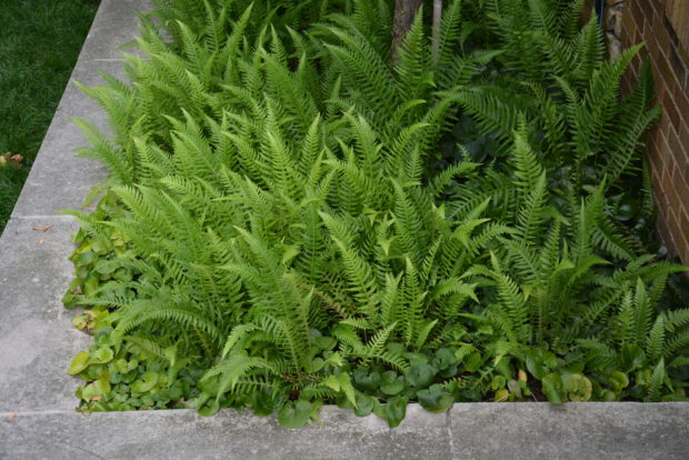 groundcover (6)