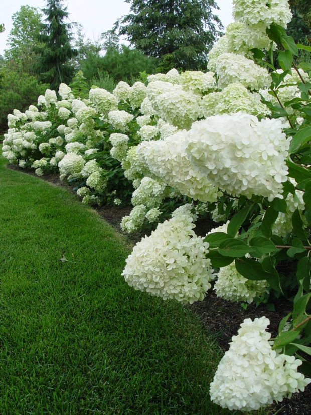 hedge of limelight hydrangeas