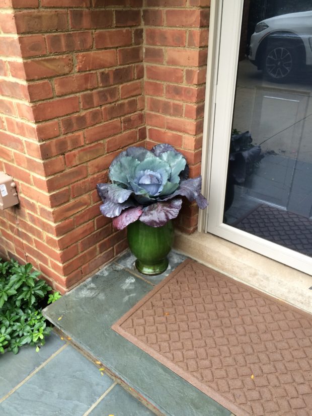 cabbage at the side door