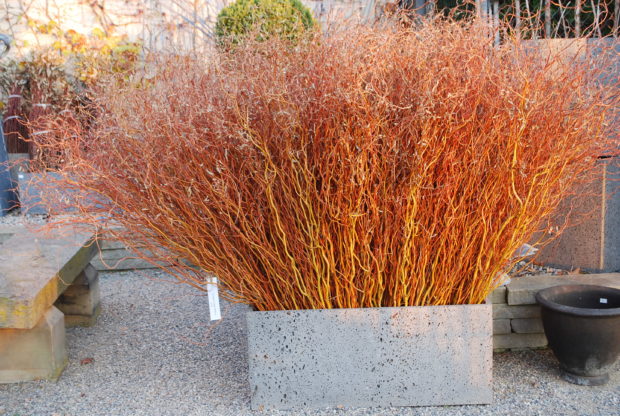 curly copper willow