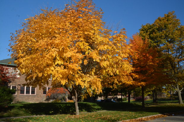 trees-in-fall-color-18