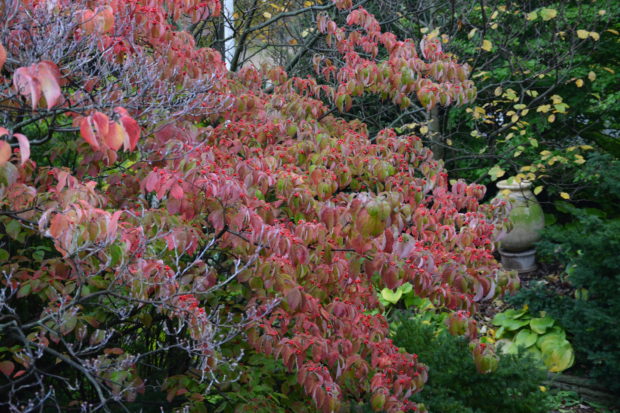 trees-in-fall-color-4