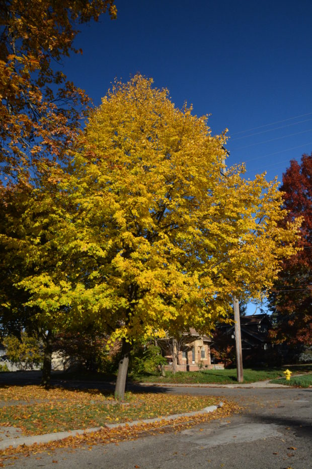 trees-in-fall-color-6