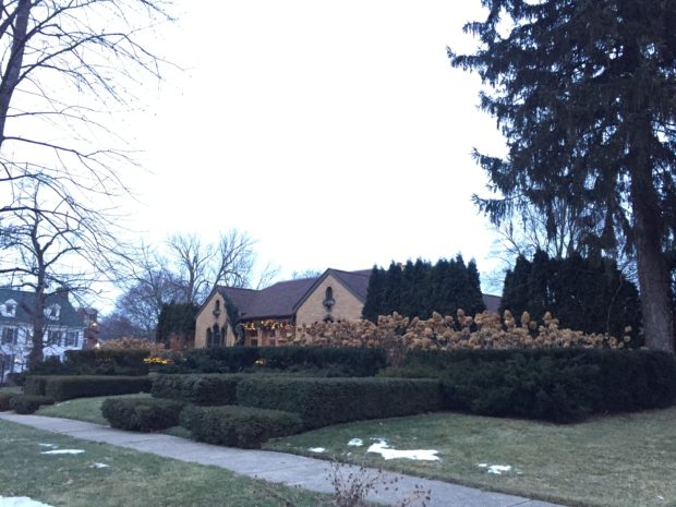 evergreens in the landscape