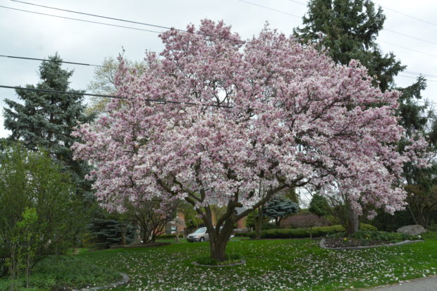 japanese magnolia tree