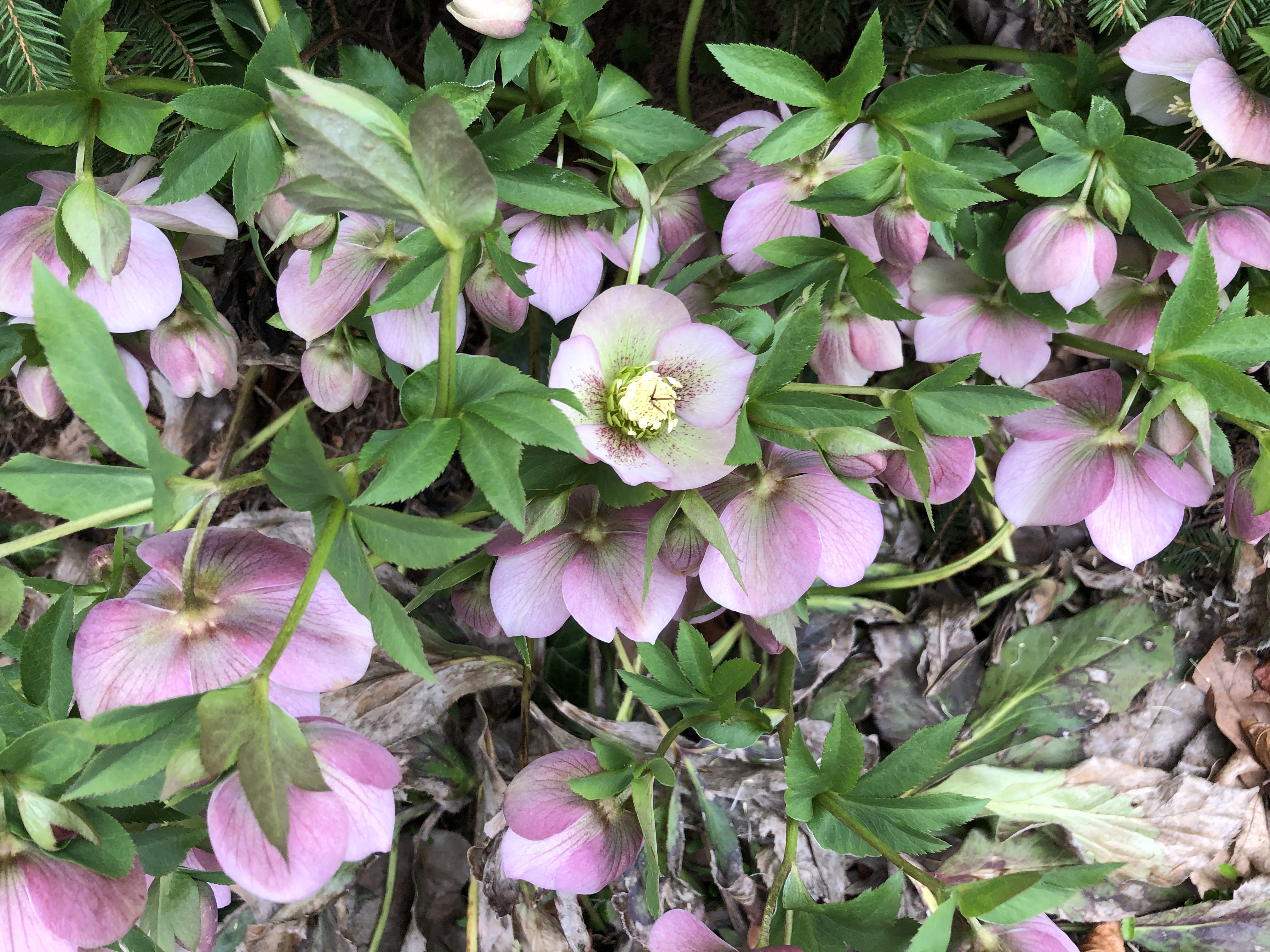 all hellebores great and small | deborah silver & co.