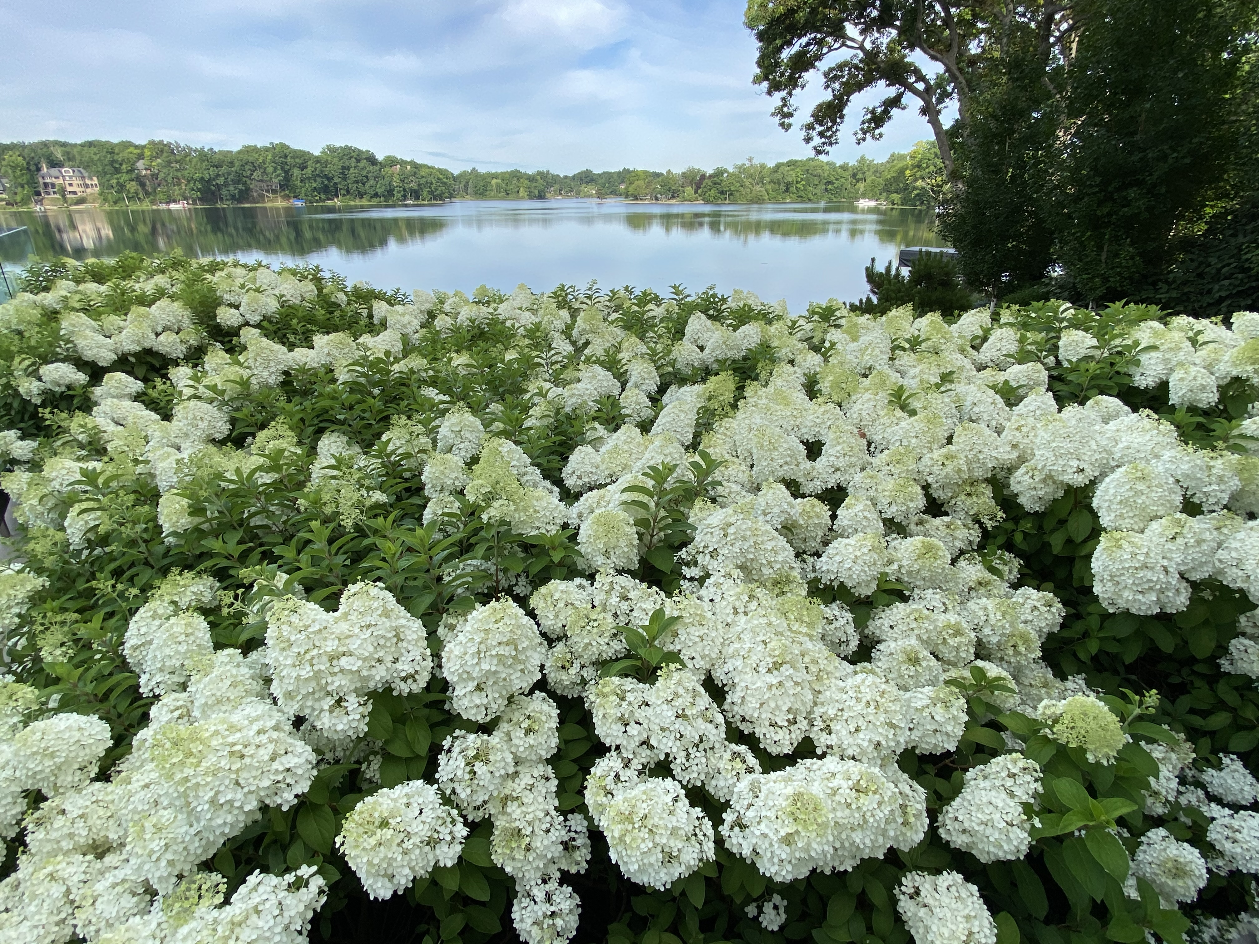 Image of Row of fire and ice hydrangea bushes in bloom